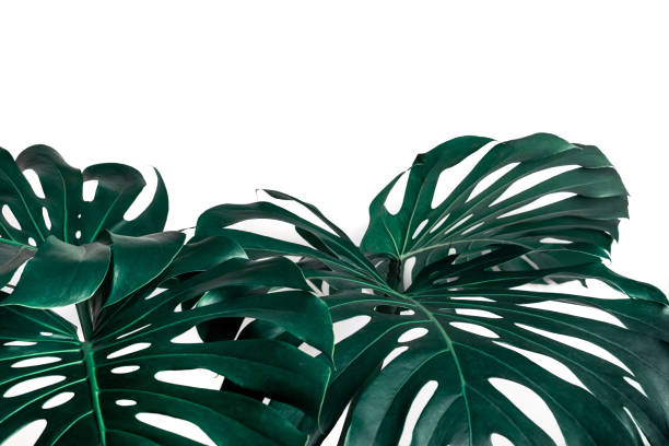 istock Selective focus of monstera leaves (leaf) on white color for decorating composition design background 1197787213