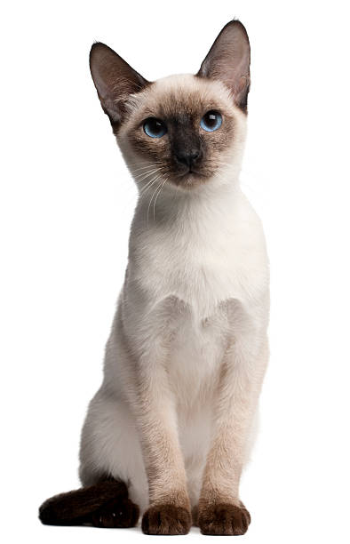 istock Thai kitten, 5 months old, sitting, white background 119778908