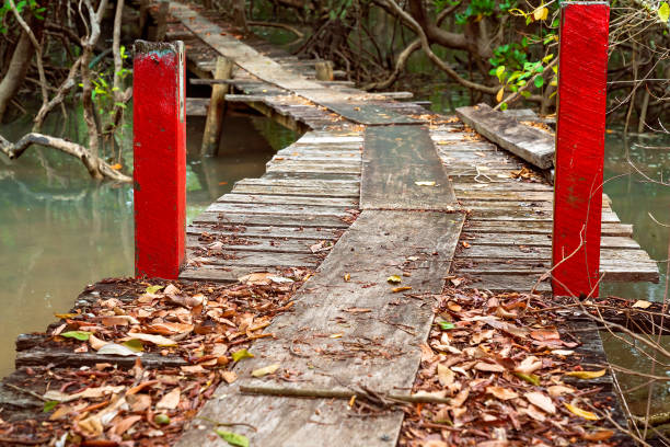istock Bridge Across Water Into A Mangrove Forest 1197789118