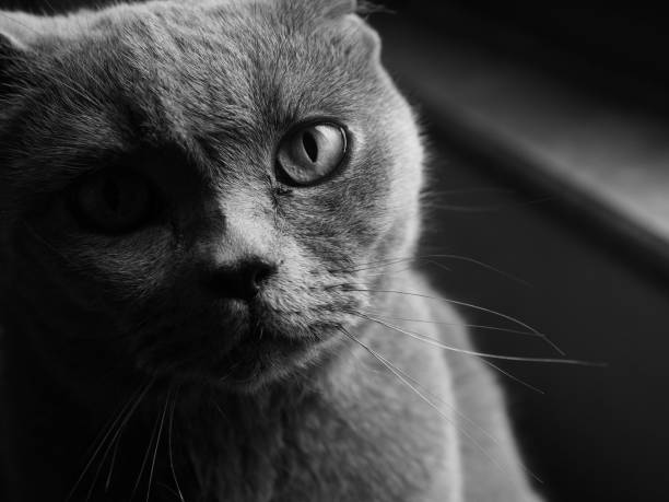istock An English blue cat looks at the camera 1197789229