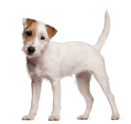 Young Jack Russell Terrier Dog portrait on grey background. This file is cleaned and retouched.