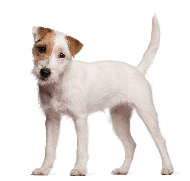 Parson Russell Terrier puppy, 6 months old, standing, white background  terrier stock pictures, royalty-free photos & images