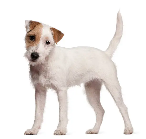 Photo of Parson Russell Terrier puppy, 6 months old, standing, white background