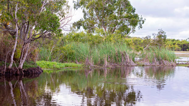 istock Natural Wetland Ecosystem 1197789798