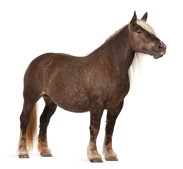 istock Comtois horse, Equus caballus, standing, white background 119778980