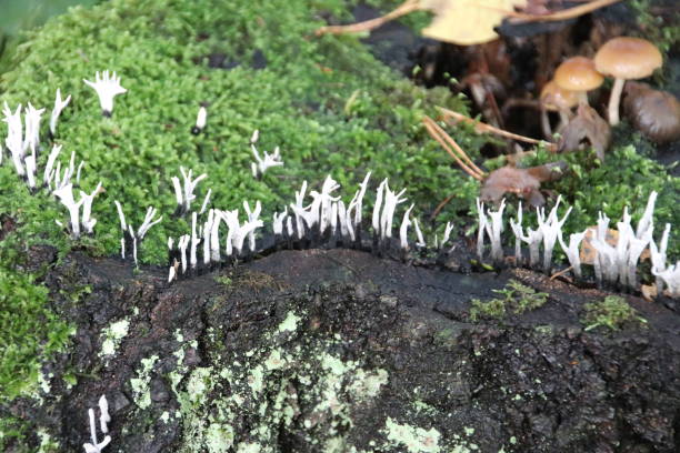 гриб в осенний сезон на лесу veluwe в гелдерланде называется xylaria гипоксилон или грибок подсвечника - xylaria стоковые фото и изображения