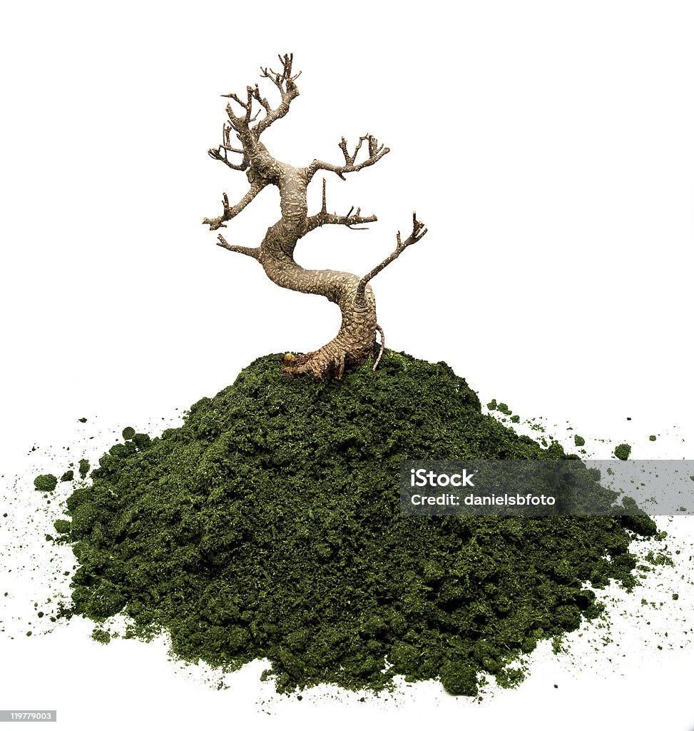 bonsai albero secco - Foto stock royalty-free di Albero