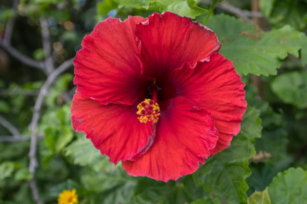 istock A red Hawaiian Hibiscus in Maui, Hawaii 1197790155