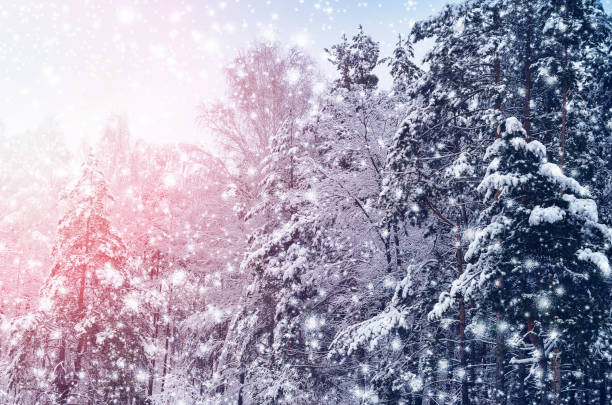 istock Winter forest landscape with the sun shining through the snow-covered trees. 1197790235