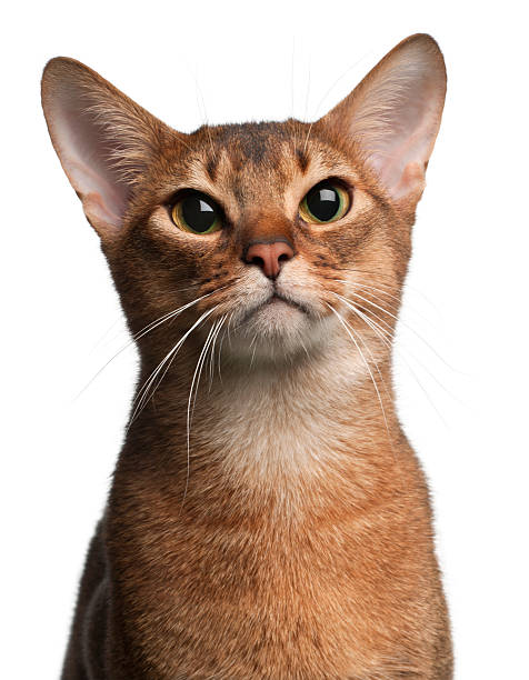 istock Close-up of Abyssinian Cat, 1 year old, white background 119779044