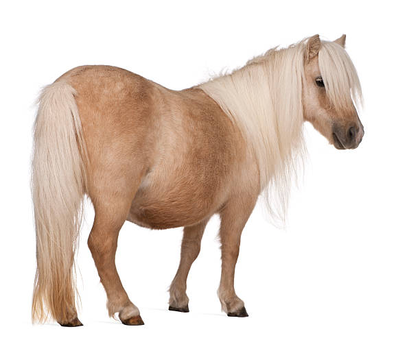 istock Palomino Shetland pony, Equus caballus, standing, white background 119779077