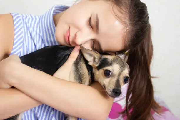 Photo of Dog toy terrier hugs and kisses the mistress