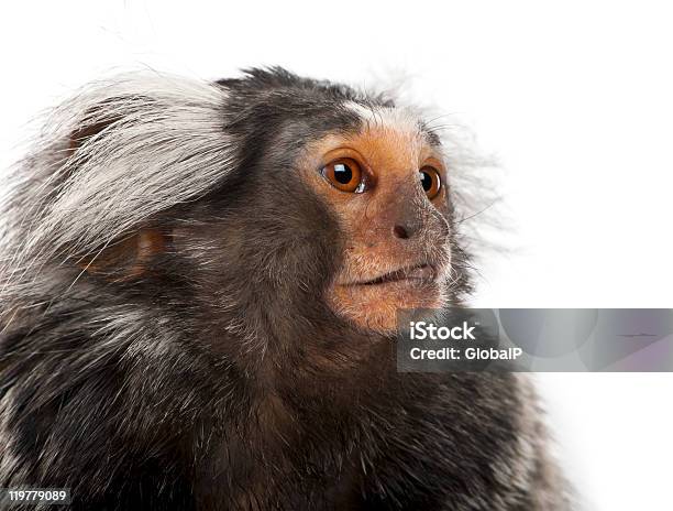 Common Marmoset Callithrix Jacchus 2 Years Old White Background Stock Photo - Download Image Now