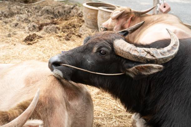 istock buffalo lay down in the pen 1197790952