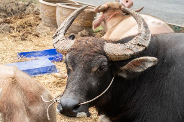 istock buffalo lay down in the pen 1197790958