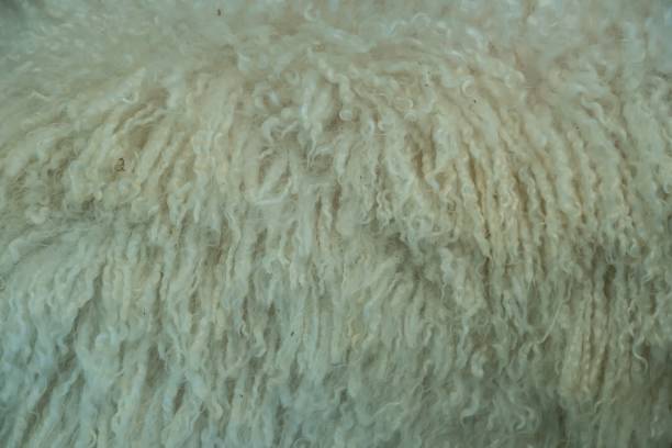 istock Close-up of fur on a angora goat 1197790977