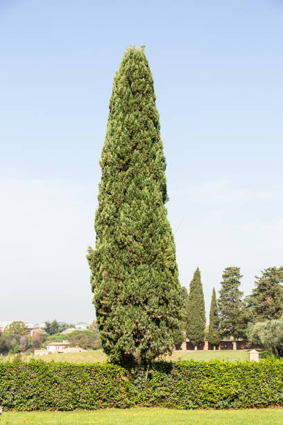 istock Trees and blue sky in park 1197791040