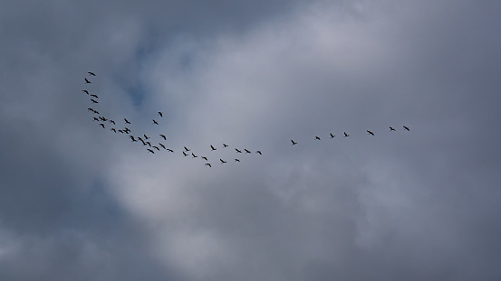 Large flock of starlings