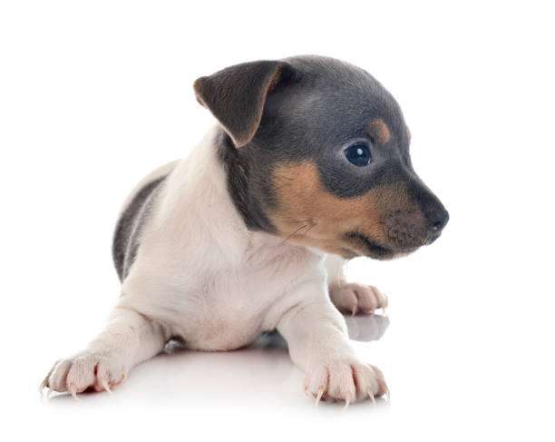 istock puppy brazilian terrier 1197796445