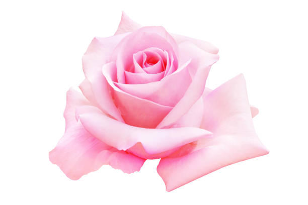 istock Blooming Pink Rose Flower Isolated on White Background 1197798874