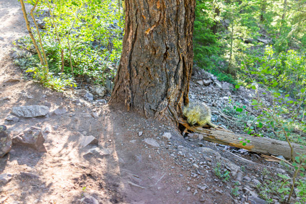 Photo of Maroon Bells crater lake trail footpath in Aspen, Colorado forest and one porcupine wildlife wild animal