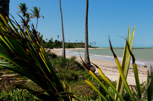 istock beach in prado, south bahia 1197800209