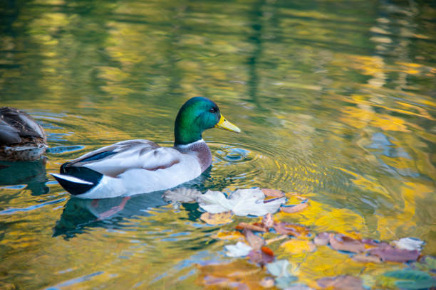 istock Duck on the lake 1197800356