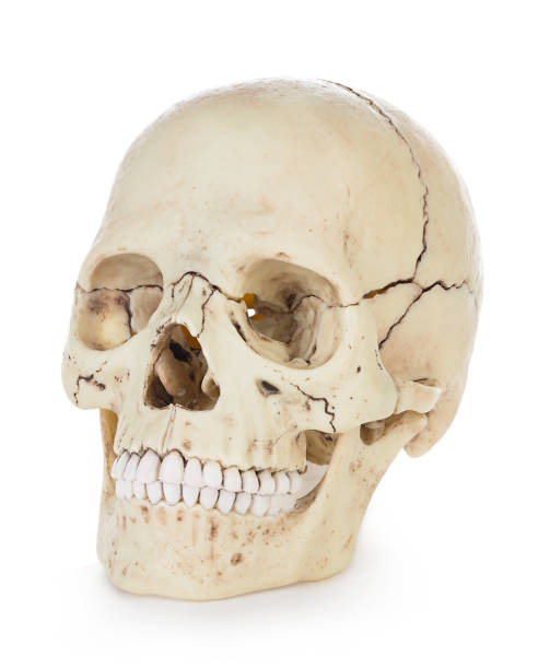 istock Human skull isolated on white background with clipping path. 1197800714
