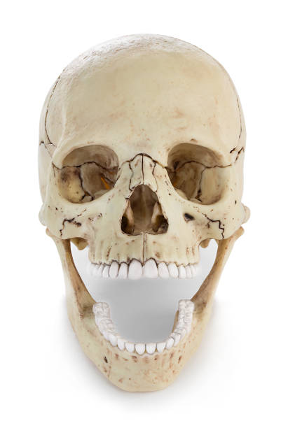 istock Human skull isolated on white background with clipping path. 1197800736