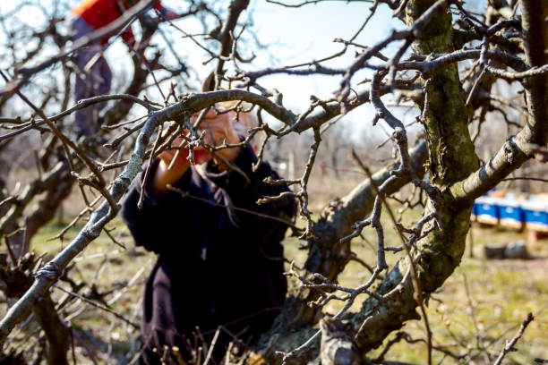 istock Elderly woman is cutting branches, pruning fruit trees with shears 1197800980