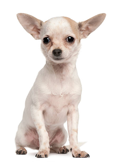 istock Chihuahua Puppy, 5 months old, sitting, white background 119780108