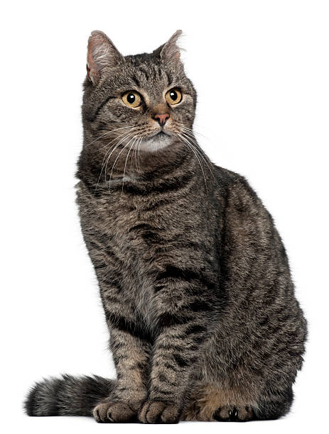 istock Cross breed cat, 7 months old, sitting, white background. 119780124