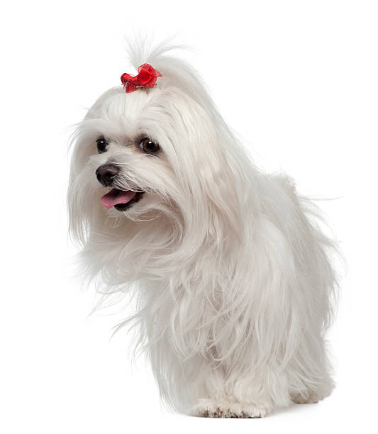istock Front view of Maltese, 3 years old, standing, white background. 119780127