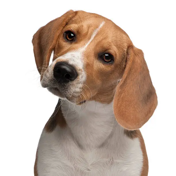 Photo of Close-up of Beagle puppy, 6 months old, white background.