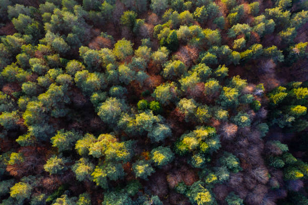 istock Bozcaarmut lake in Bilecik Turkey 1197804682