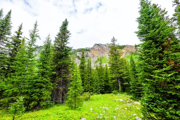 Wide angle view of lush green pine forest on Conundrum Creek Trail in Aspen, Colorado in 2019 summer with cloudy sky