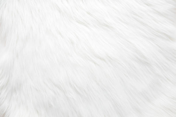 istock Light, white, furry coat background. Empty place for text. Closeup. Top down view. 1197806317