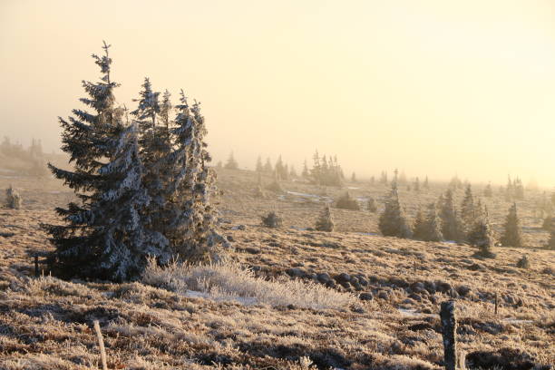 paysages des vosges en hiver - gazon-du-faing - stosswihr photos et images de collection