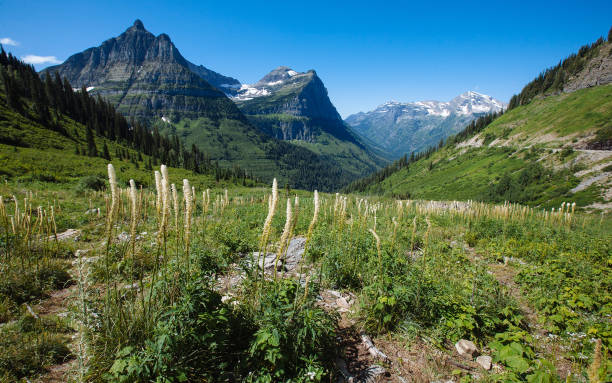 istock Bear Grass with Mt. Oberlin in the background (Glacier National Park, Montana) 1197808325