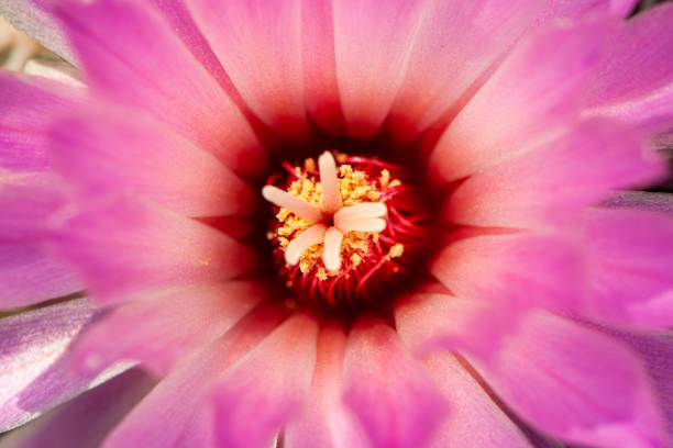 SMALL NATIVE PLANT OF MOJAVE DESERT PRODUCE RADIANT BLOSSOMS IN SHADES OF PURPLE, PINK AND WHITE WITH YELLOW CENTER GROWN AND NURTURED IN A HILLI AREA KALIMPONG A PLACE IN WEST BENGAL INDIA.