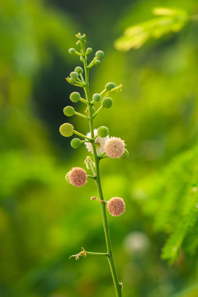 istock LEUCAENA LEUCOCEPHALA OR WHITE LEAD TREE OR JUMBAY OR RIVER TAMARIND OR SUBABUL OR WHITE POPINAC GREE LEAVES PLANT 1197809662