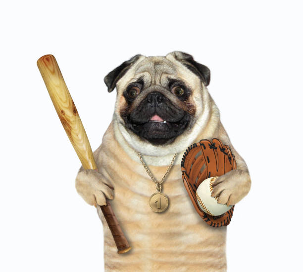 собака бейсболист с медалью - baseball player baseball holding bat стоковые фото и изображения