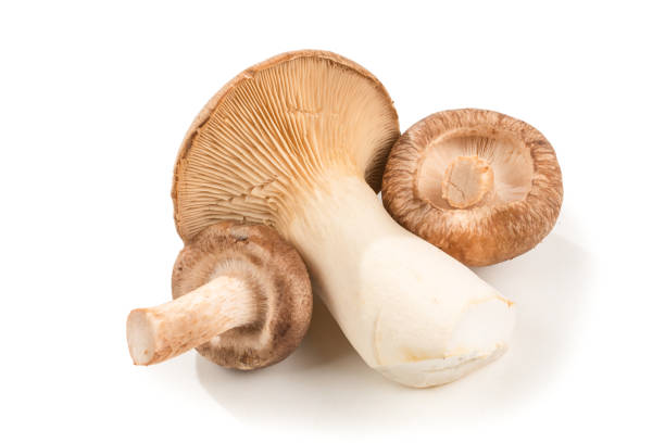 istock Shitake, eringi  tasty mushroom isolated on white background. 1197817650