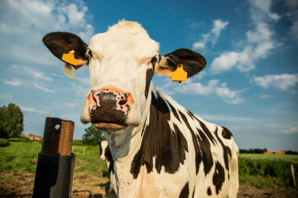 istock Angry black and white cow on a green summer meadow 1197817740