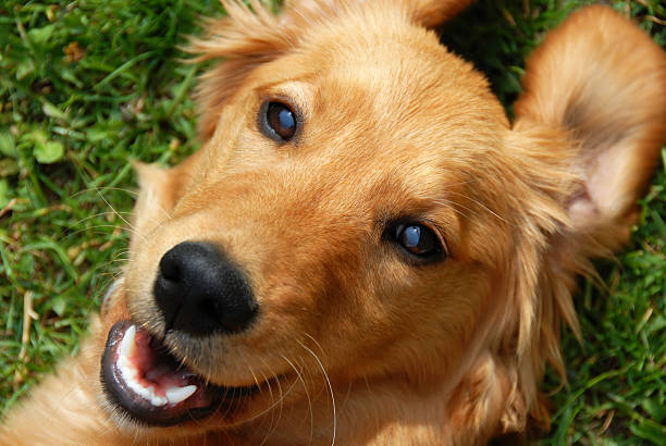 istock Golden retriever smiling 119781885