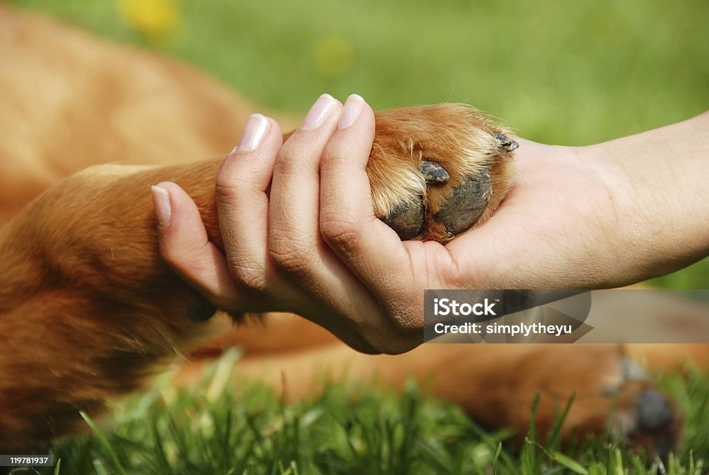 Dog paw and hand shaking  Paw Stock Photo