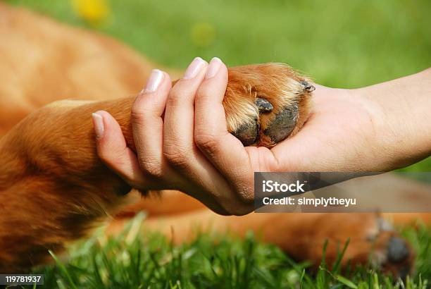 Dog Paw And Hand Shaking Stock Photo - Download Image Now - Paw, Dog, Shaking