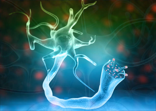 istock Neurons and nervous system on science background 1197819494