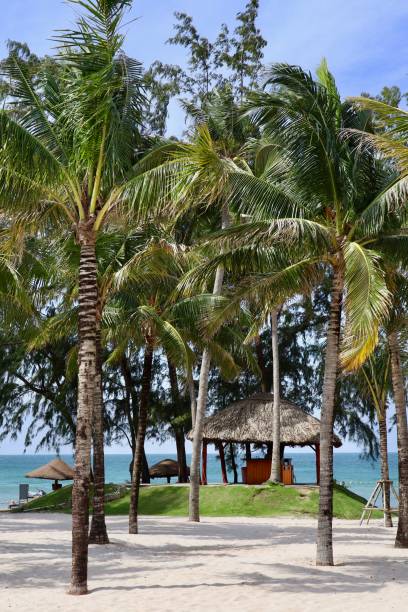 istock Beach full of Palm trees 1197821908