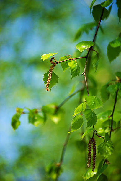 spring birch twig stock photo